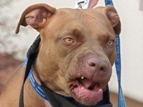 Politish Moutarde Ketchup