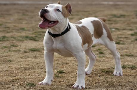 Politish Moutarde Ketchup