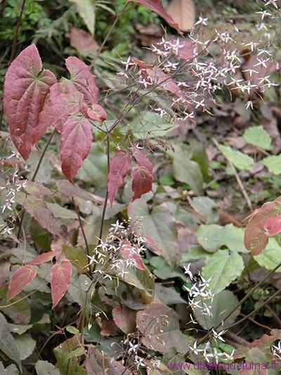 L’Epimedium en médecine chinoise (Yin Yang Huo)