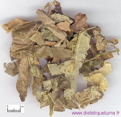 L’Epimedium en médecine chinoise (Yin Yang Huo) L’Epimedium en médecine chinoise (Yin Yang Huo)