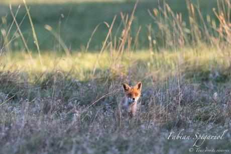 Renard dans la toundra neuchâteloise