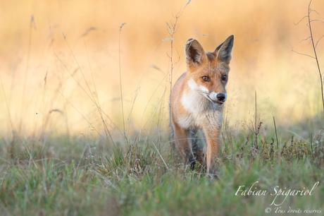 Renard dans la toundra neuchâteloise