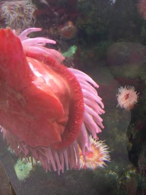 Un aquarium admiré pour ses fonds, son paysage: les cnidaires