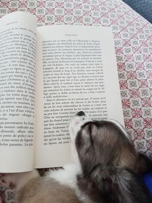 Dormir sur le livre chien-loup de Serge Joncour quand on a juste deux mois et demi.