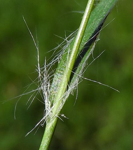 Luzule des champs (Luzula campestris)
