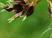 Luzule champs (Luzula campestris)