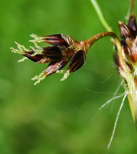 Luzule des champs (Luzula campestris)