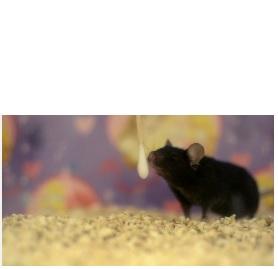 MÉMOIRE et ALZHEIMER : Une odeur, un souvenir ?