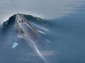 Petit rorqual...