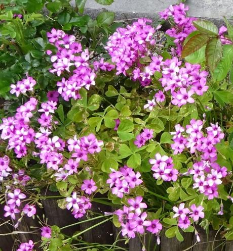 L’oxalis articulata