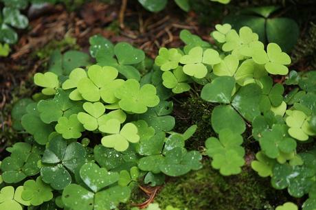 L’oxalis articulata