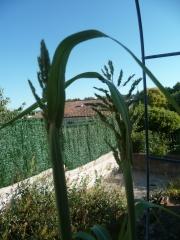 été,automne,ciel,maillot de bain,fleurs,poésie,poème,poète