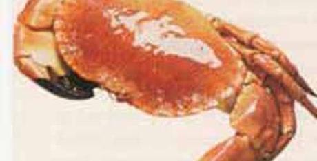 Aumônière de crabe au jambon fermier, crème d’hysope