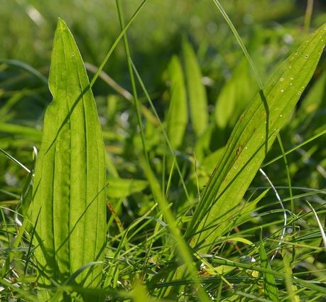 Les plantes envahissantes du jardin