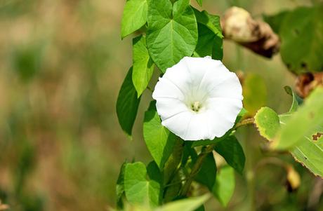 Les plantes envahissantes du jardin