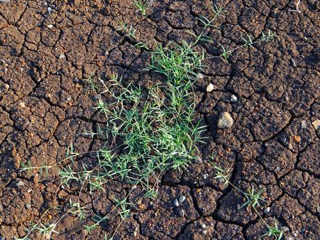 Les plantes envahissantes du jardin