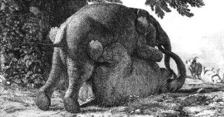 Hans et Marguerite : amours éléphantesques au Jardin des Plantes