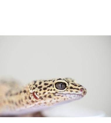 MÉDECINE RÉGÉNÉRATIVE : Le gecko sait aussi réparer son cerveau