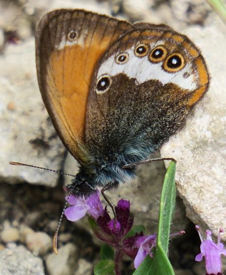 Céphale (Coenonympha arcania)