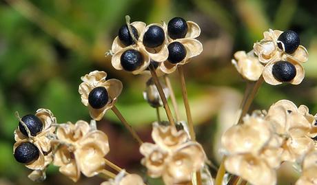 Ail de cerf (Allium victorialis)