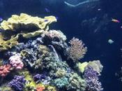 Aquarium musée océanographique Monaco