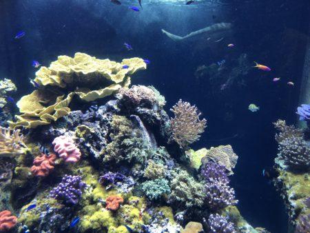 Aquarium et musée océanographique de Monaco