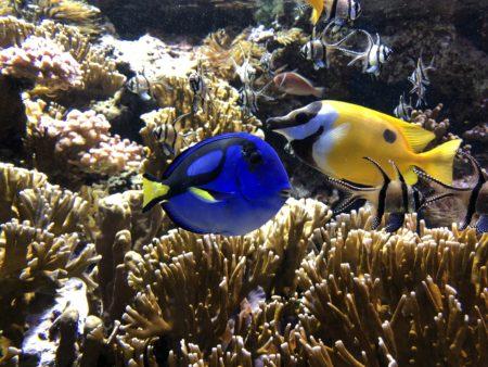 Aquarium et musée océanographique de Monaco Aquarium et musée océanographique de Monaco