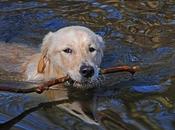 Comment nager avec chien