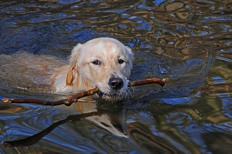 Comment nager avec son chien ?