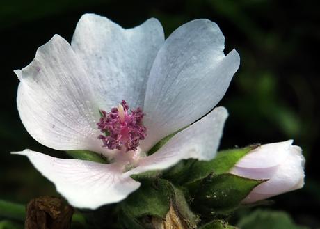 Guimauve officinale (Althaea officinalis)