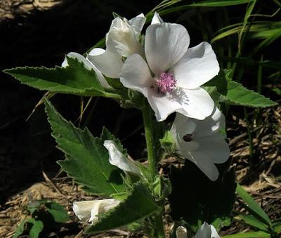 Guimauve officinale (Althaea officinalis)