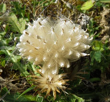 Cirse acaule (Cirsium acaulon) Cirse acaule (Cirsium acaulon)
