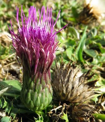 Cirse acaule (Cirsium acaulon) Cirse acaule (Cirsium acaulon)