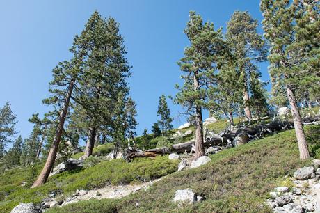 Quelques merveilles du lac Tahoe