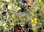 Evolution cultures terrasse septembre 2018 (vidéo)