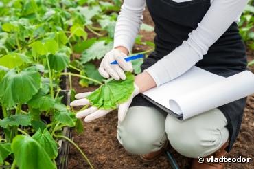 L'agriculture bio plus efficace que la conventionnelle contre les maladies des cultures L'agriculture bio plus efficace que la conventionnelle contre les maladies des cultures