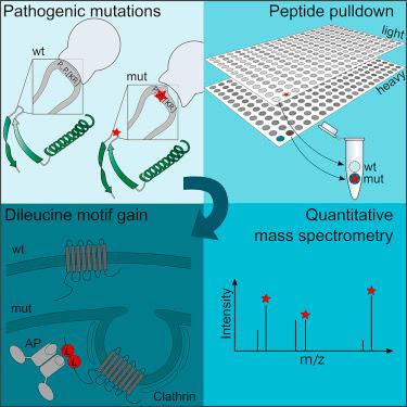 #Cell #régiondésordonnée #motifdileucine #pathogénécité Les Mutations dans des Régions Désordonnées Peuvent Causer des Pathologies par la Génération de Motifs Di-Leucine