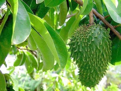 Le corossol, fruit santé par excellence !