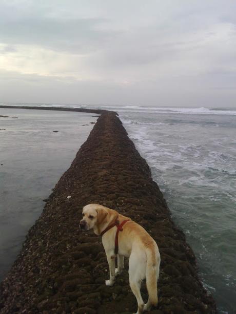 Sur la pure présence