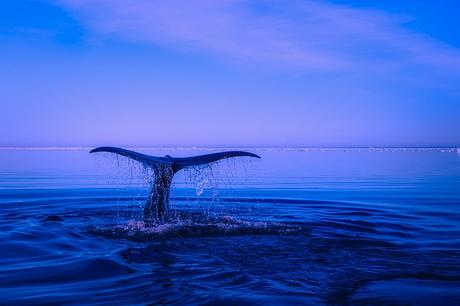 Pourquoi 22 la baleine souffle-t-elle dans l’eau ?