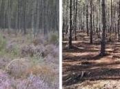 Glyphosate miel forêt landaise contaminé être jeté