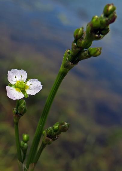 Plantain d'eau lancéolé (Alisma lanceolatum)