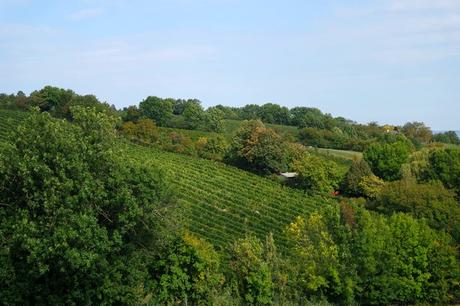 vienne weinwandertag randonnée vignes floridsdorf bisamberg strebersdorf stammersdorf