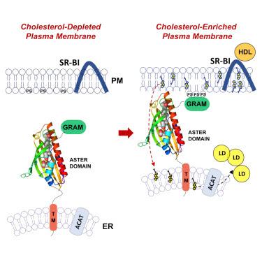 #cell #protéineaster #transport #cholestérol Les Protéines Aster Facilitent le Transport du Cholestérol non vésiculaire depuis la Membrane Plasmique jusqu’au Réticulum Endoplasmique dans les Cellules de Mammifères