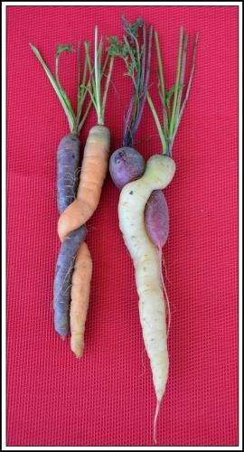 carottes,carotte,carottes bio,bio,la souveraineté alimentaire,initiative pour des aliments équitables