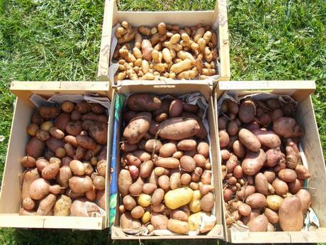 On continue la récolte des pommes de terre sous paillage