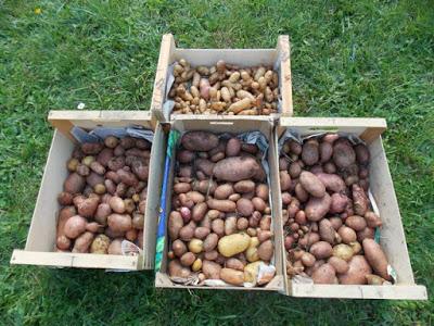On continue la récolte des pommes de terre sous paillage