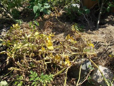 On continue la récolte des pommes de terre sous paillage