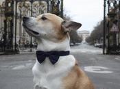 chat chien n’est encore Instagram Voici conseils d’un pro, Agency