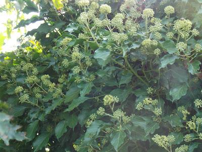 L'arbre, une réserve de nourriture pour les insectes pollinisateurs L'arbre, une réserve de nourriture pour les insectes pollinisateurs